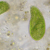 Микроскоп Bresser Researcher Trino